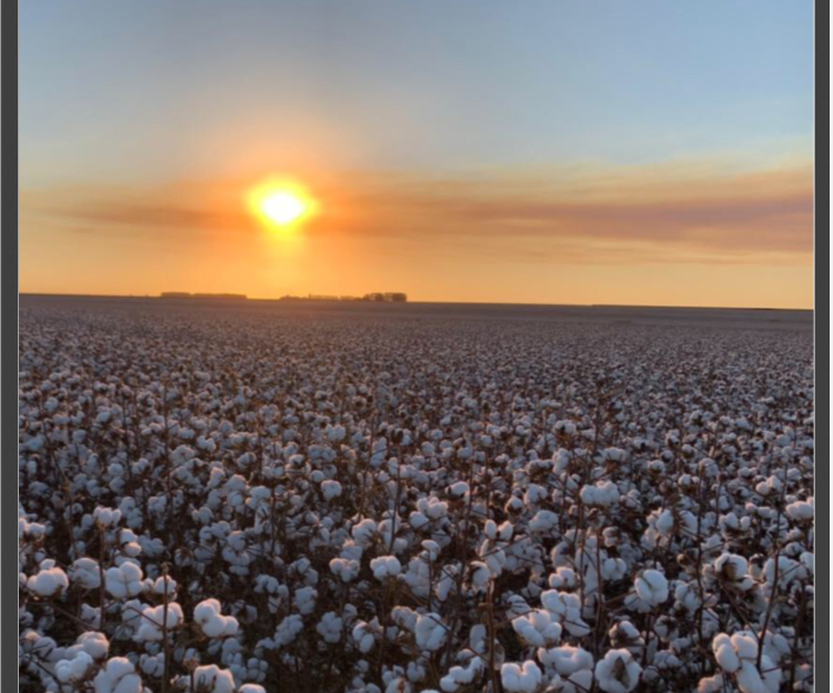 SLC Agrícola (SLCE3): lucro líquido 2,3 vezes maior no 2TRI21