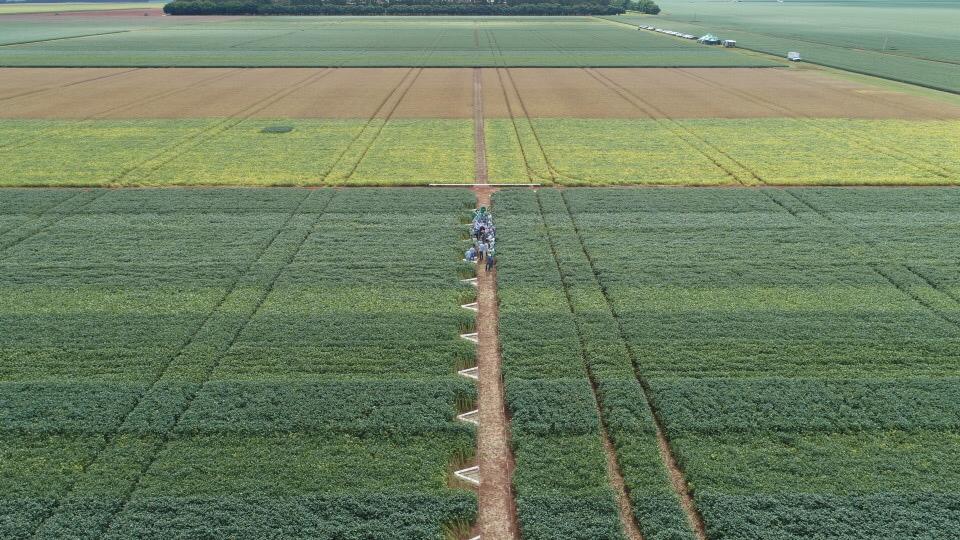 Produção agrícola pode bater recorde na safra 2022, diz IBGE