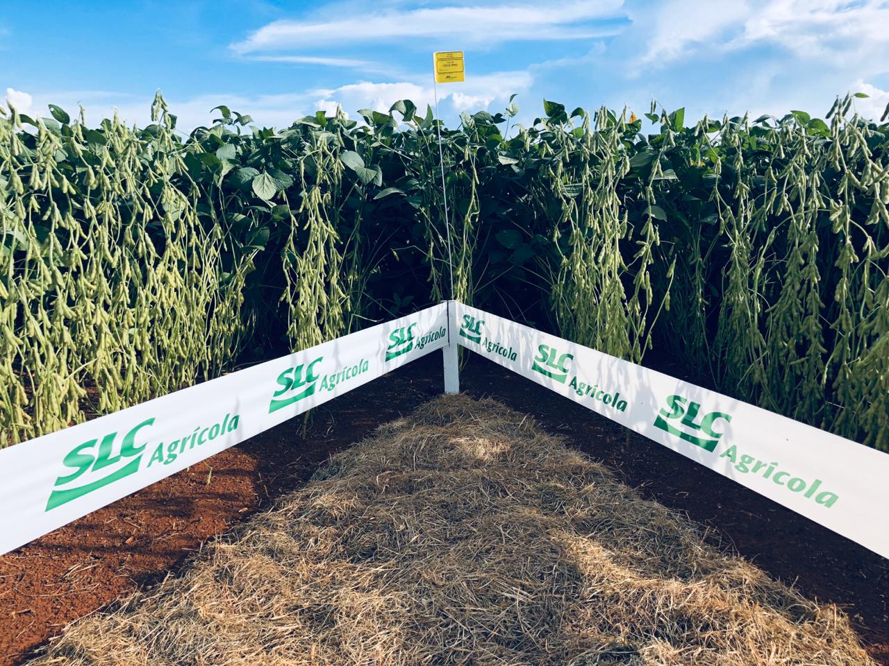 SLC Agrícola (SLCE3) projeta alta de 30% em venda de sementes