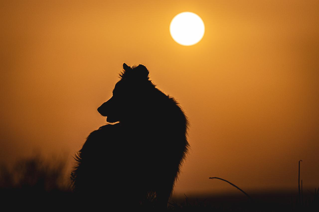 Petz (PETZ3) fará sua terceira emissão de debêntures, no valor de R$ 400 mi