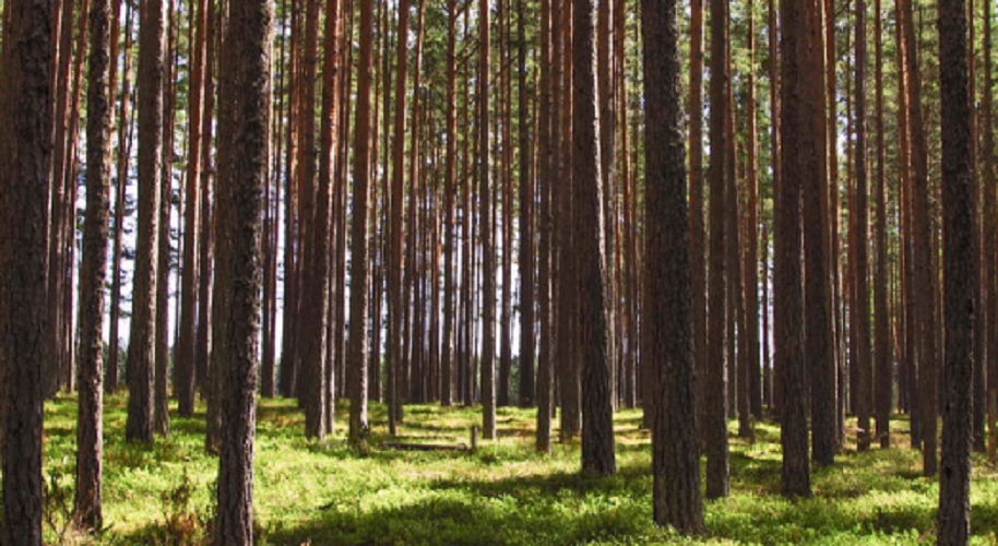 Suzano (SUZB3) tem lucro líquido de R$ 5,4 bilhões no 3TRI22