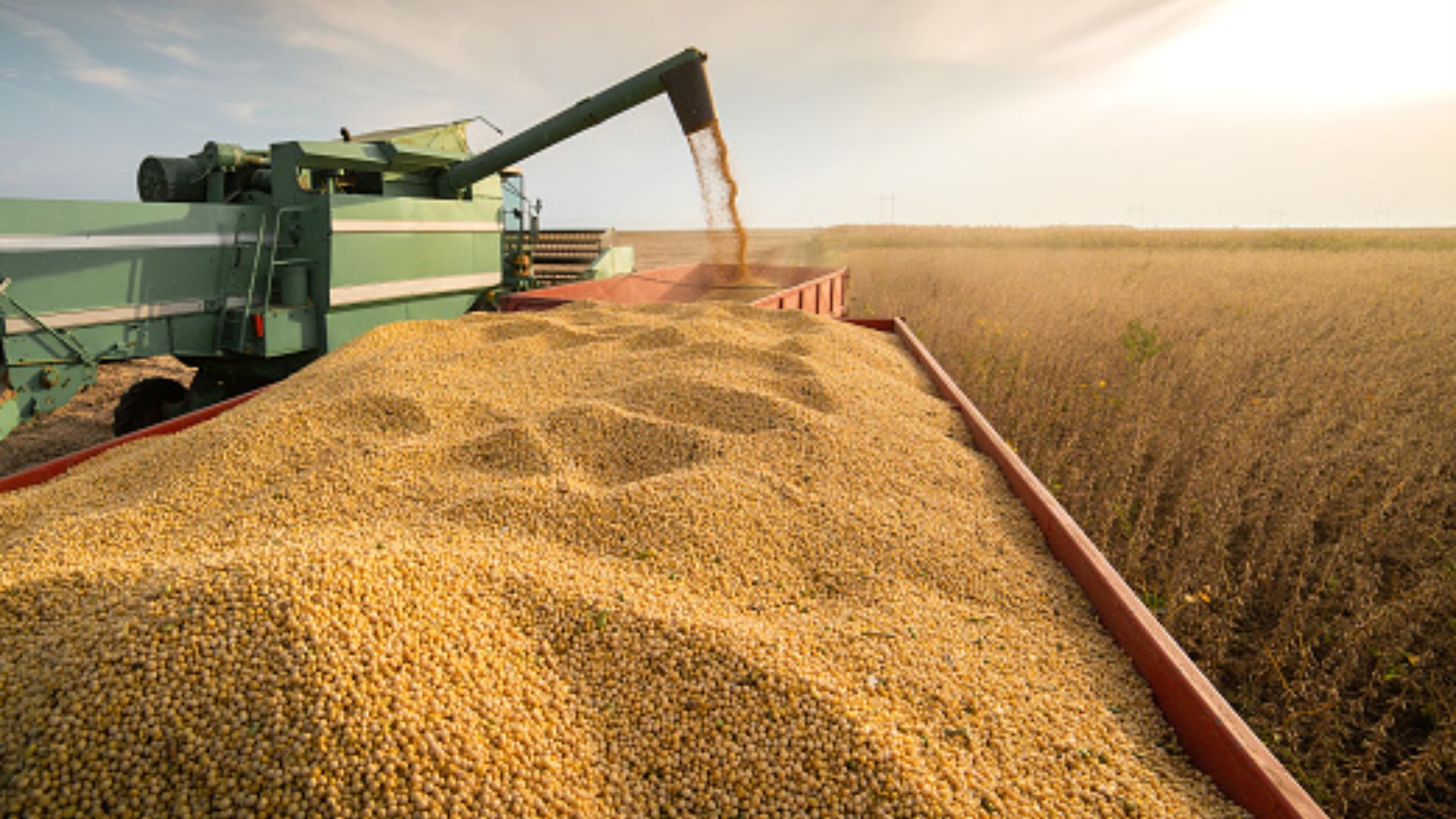 IBGE prevê safra recorde este ano