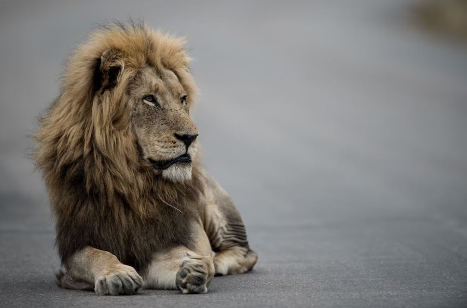 Aluguel no Imposto de Renda: como declarar valor pago e recebido?