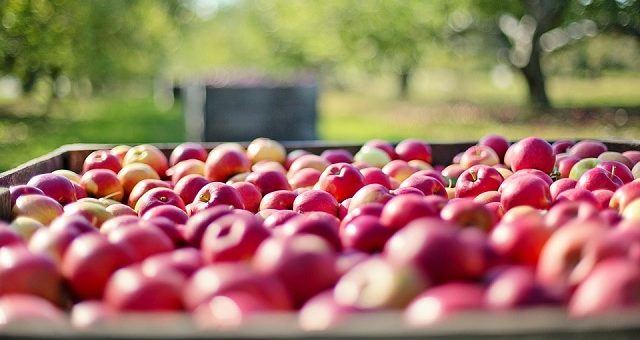 FRTA3: Cotação, Dividendos, Resultados e Como Investir?