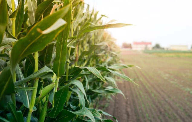 Safra de 2024 deve ser de 306,5 milhões de toneladas, aponta IBGE