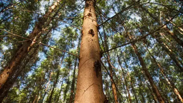 Eficiência da Suzano trará um 2026 brilhante para as ações
