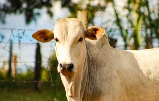 CNA projeta novo recorde para agropecuária e alta de 13,7% em 2020