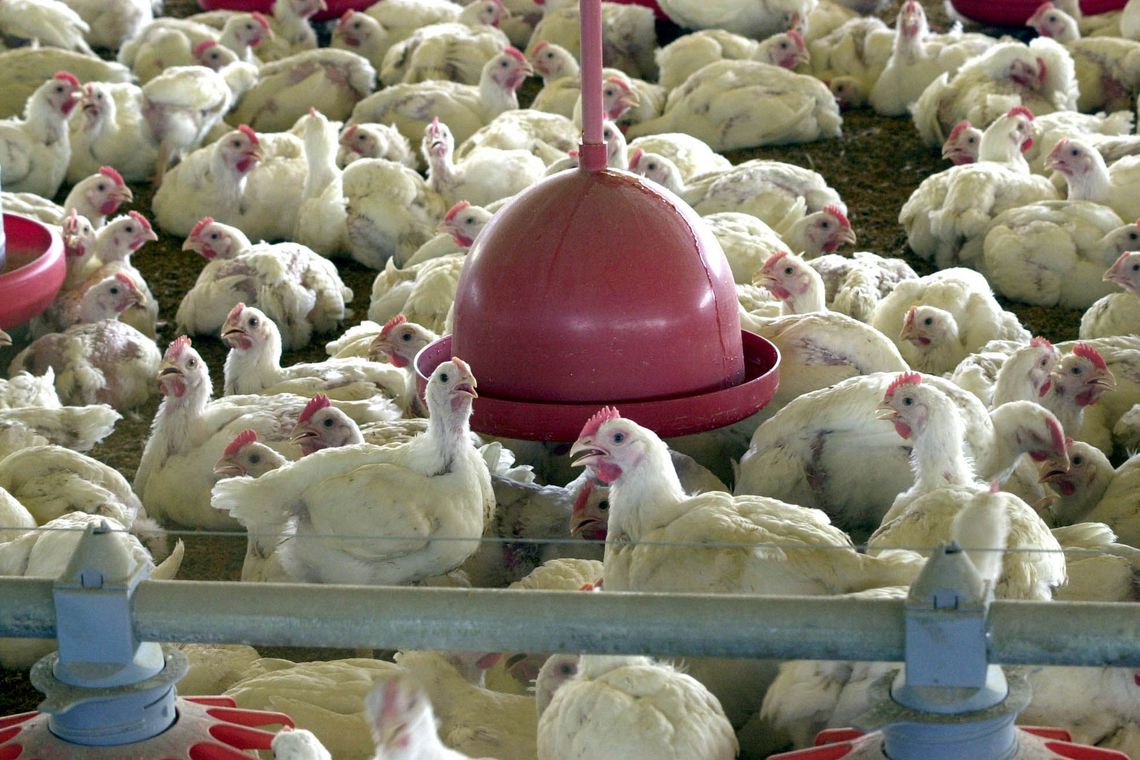 Agricultura não foi notificada pela China sobre Covid-19 em frango