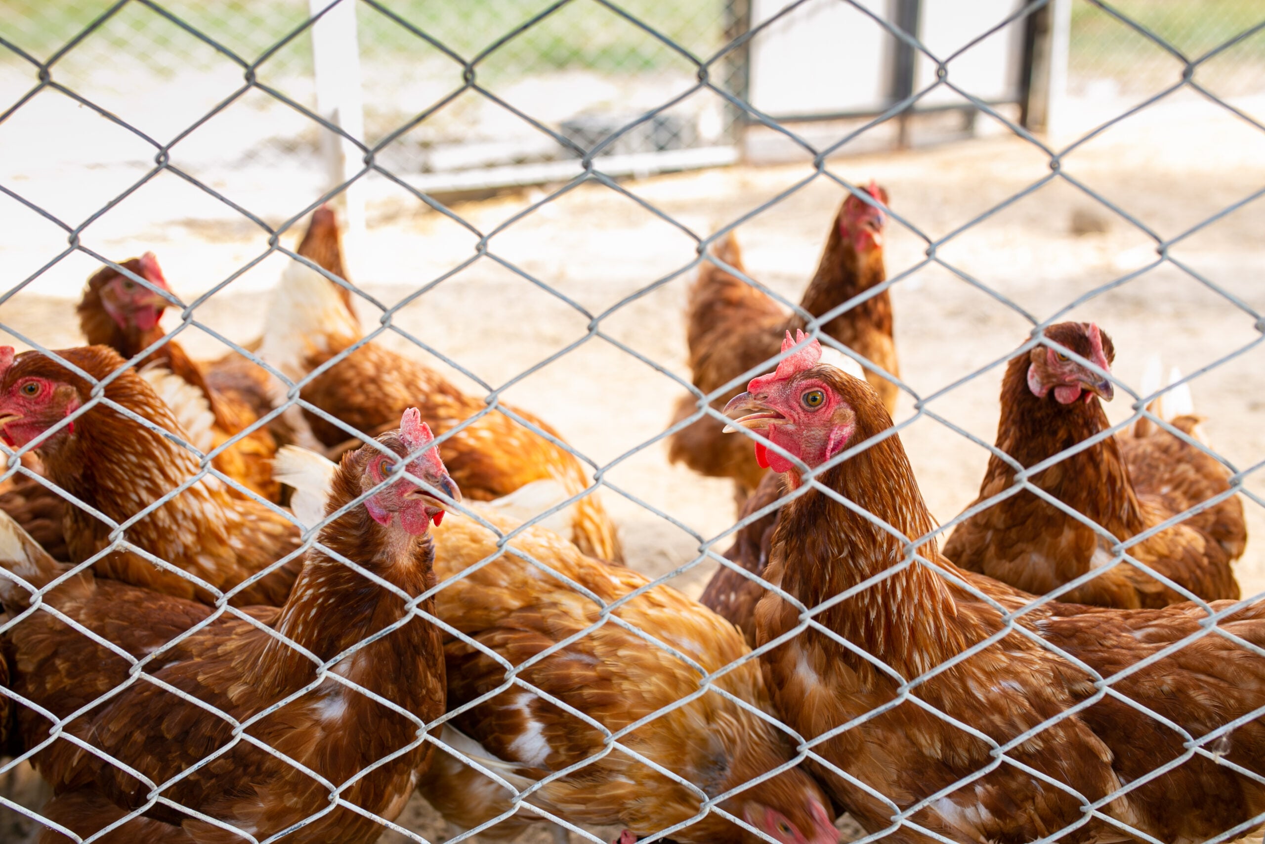 País começa a registrar redução da produção de frango