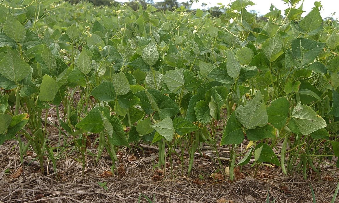 Arroz e feijão perdem importância na produção agrícola