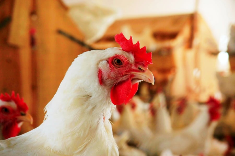 Exportação de carne de frango pode crescer 5% no ano, segundo ABPA