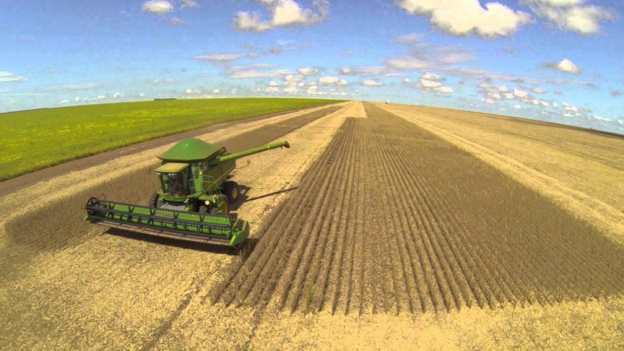 Soja: comercialização da nova safra avança 41,6%, aponta Datagro
