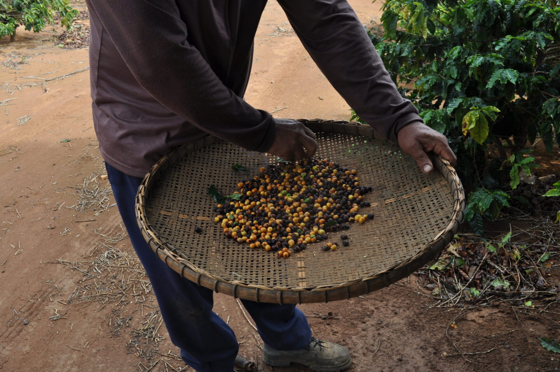 Exportação de café tem segundo maior volume da história para julho