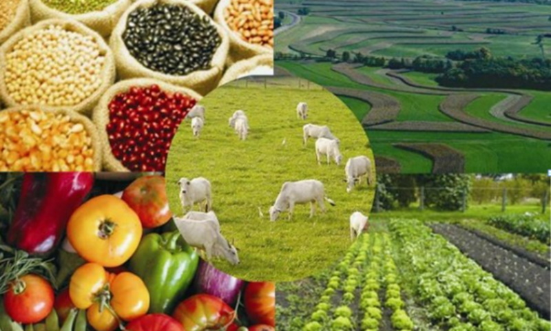 Agronegócio: Exportações somam quase US$ 11 bi e batem recorde para o mês