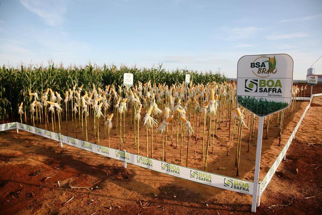 Boa Safra (SOJA3) reverte lucro e tem prejuízo de R$ 2,8 mi no 1TRI21