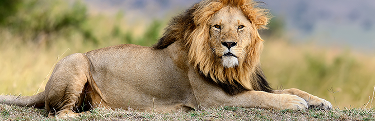 Como declarar a Previdência Privada no Imposto de Renda 2021