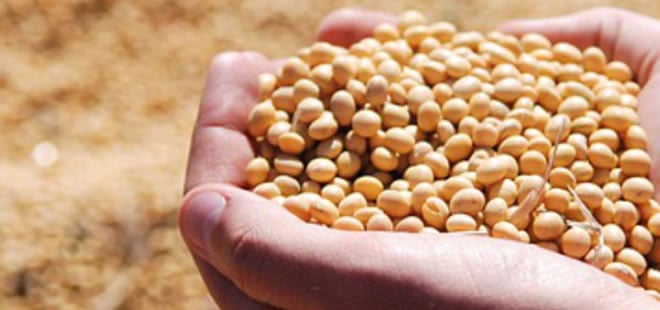 Agronegócio: soja e açúcar puxam alta de 7,8% em agosto ante 2019