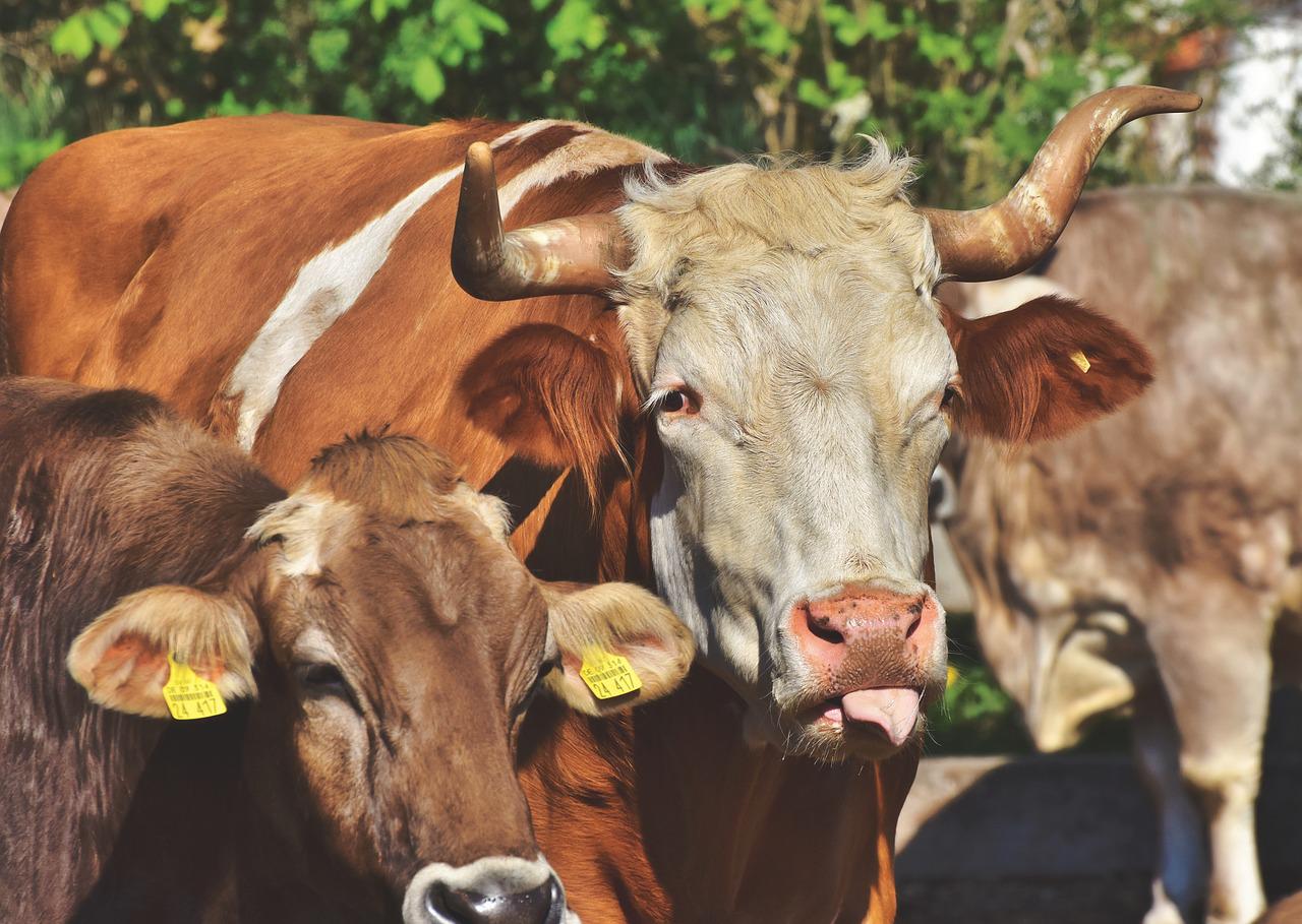 JBS (JBSS3) anuncia acordo para aquisição da TriOak Foods, dos EUA
