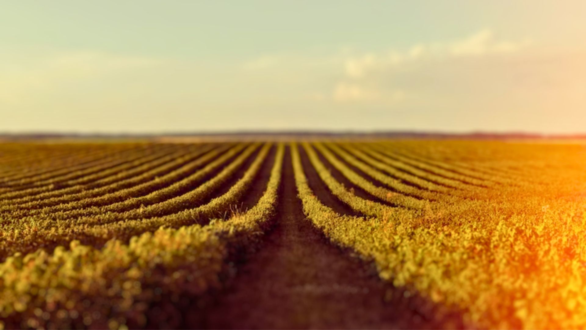 Inverno com El Niño: entenda o risco de impactos na economia