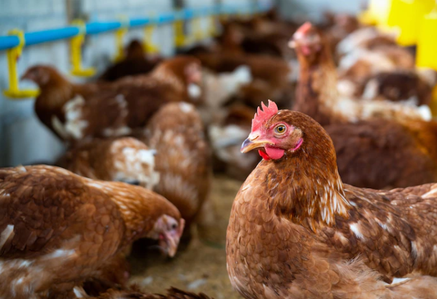 Embargo do Japão a frango: ministro busca reverter decisão; oferta deve aumentar no mercado interno