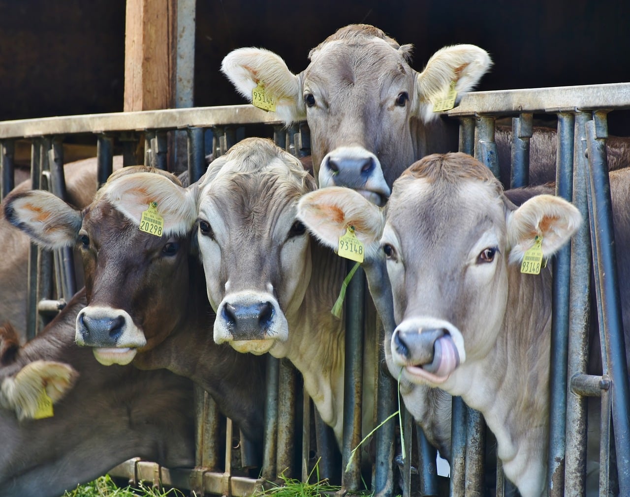 Prévia do 4TRI23: EQI Research avalia cenário para setor de proteínas