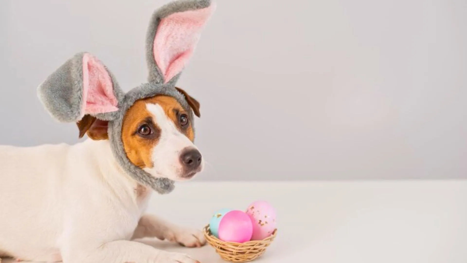 Petz aposta em ovos de Páscoa para cachorro para crescer: veja tendência para ação 