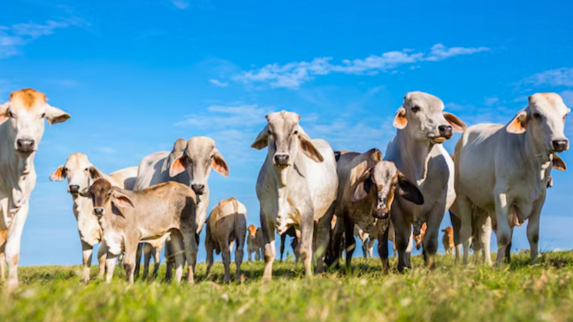 Diversos gados reunidos em um pasto