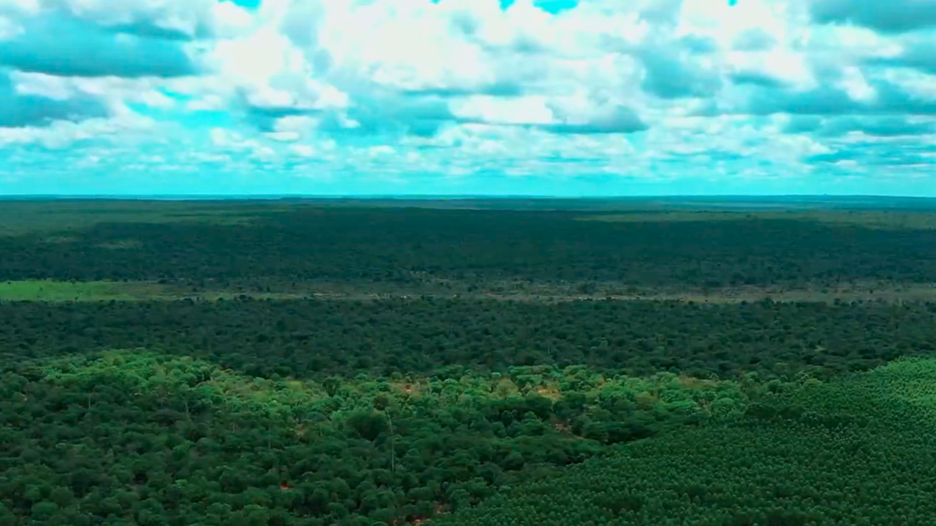 Suzano (SUZB3) inicia operações do Projeto Cerrado em nova fábrica de celulose no MS