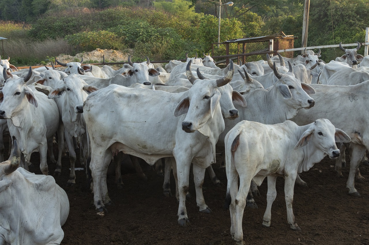 Brasil lidera exportações de carne para a China em 2024