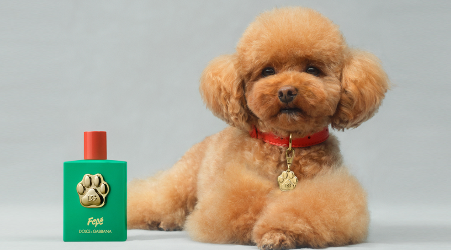 Dolce & Gabbana lança perfume de luxo para cães inspirado no poodle do dono