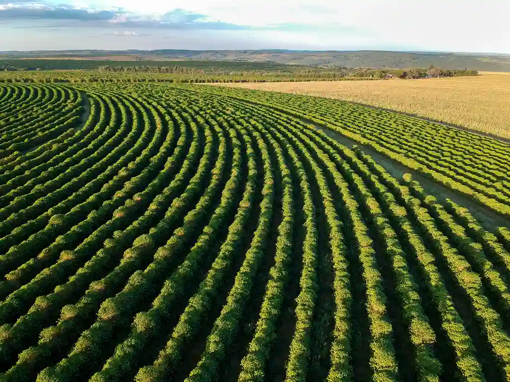 Governo lança Plano Safra voltado para agropecuária industrial