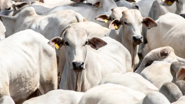 Gado Nelore em primeiro plano, simbolizando o agronegócio e a emissão de CRA da MBRF que oferece rating AAA, isenção de IR e taxas elevadas.