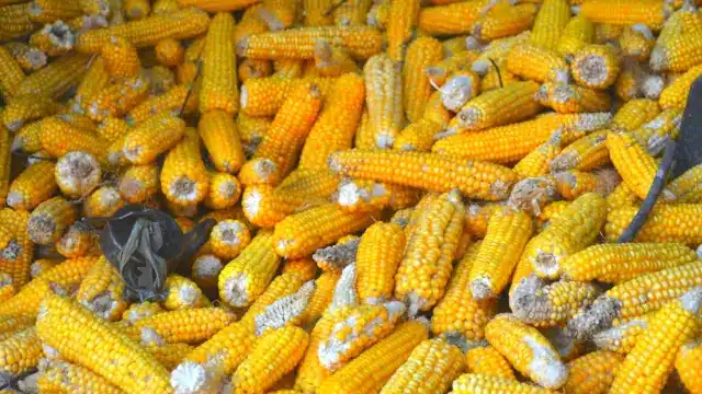 Etanol de milho no Brasil acende o sinal amarelo para o açúcar, diz Rabobank