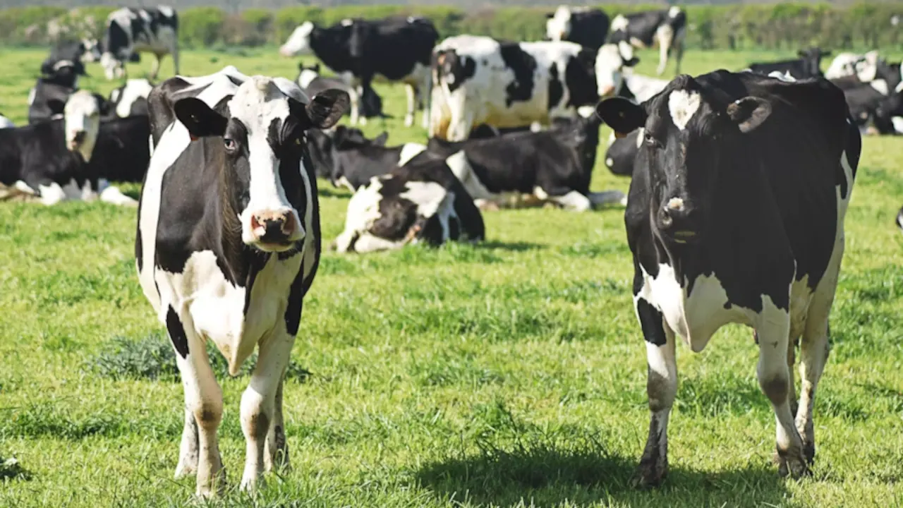 Gado JBS