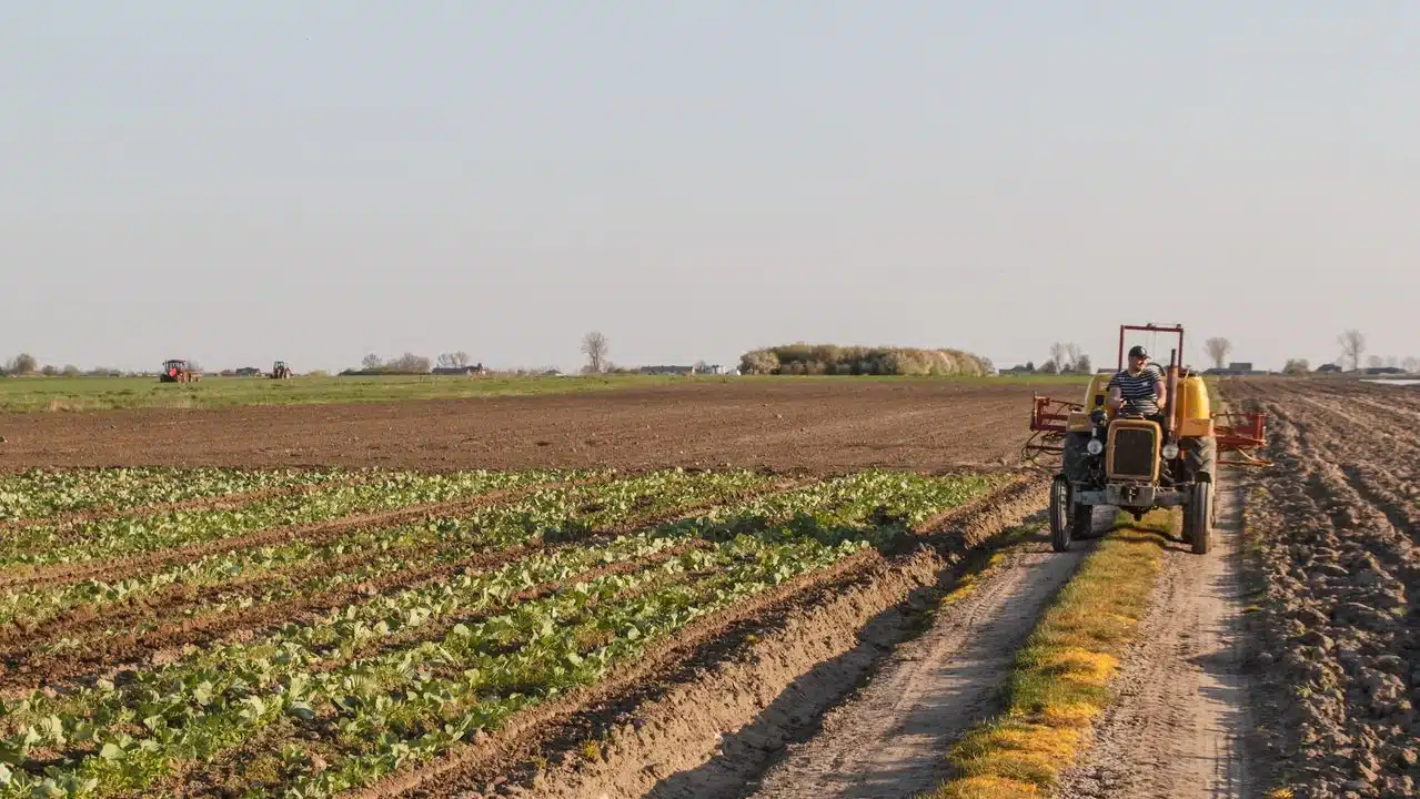 El Niño pode redesenhar cenário para agronegócio; veja empresas impactadas