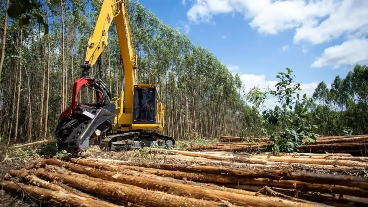 Preços da celulose continuam em tendência de queda