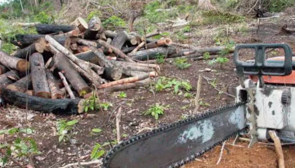 Governo pode alterar lei ambiental e começar a exportar árvores nativas