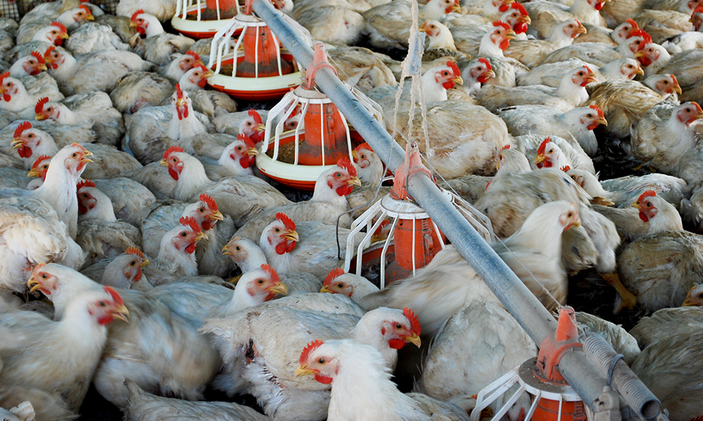 China eleva importações agrícolas dos EUA e reduz preocupações sobre acordo comercial