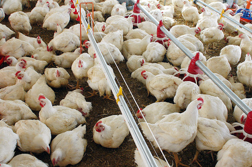 Governo pede esclarecimentos por embargo de frango brasileiro