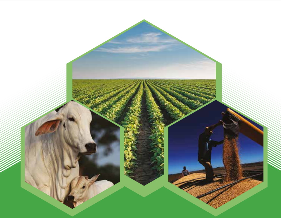 Ministério da Agricultura: produção de grãos crescerá 27% em 10 anos