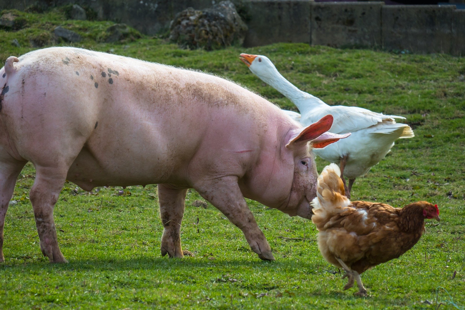 BRF (BRFS3) e JBS (JBSS3) aumentarão o preço da carne suína e de aves