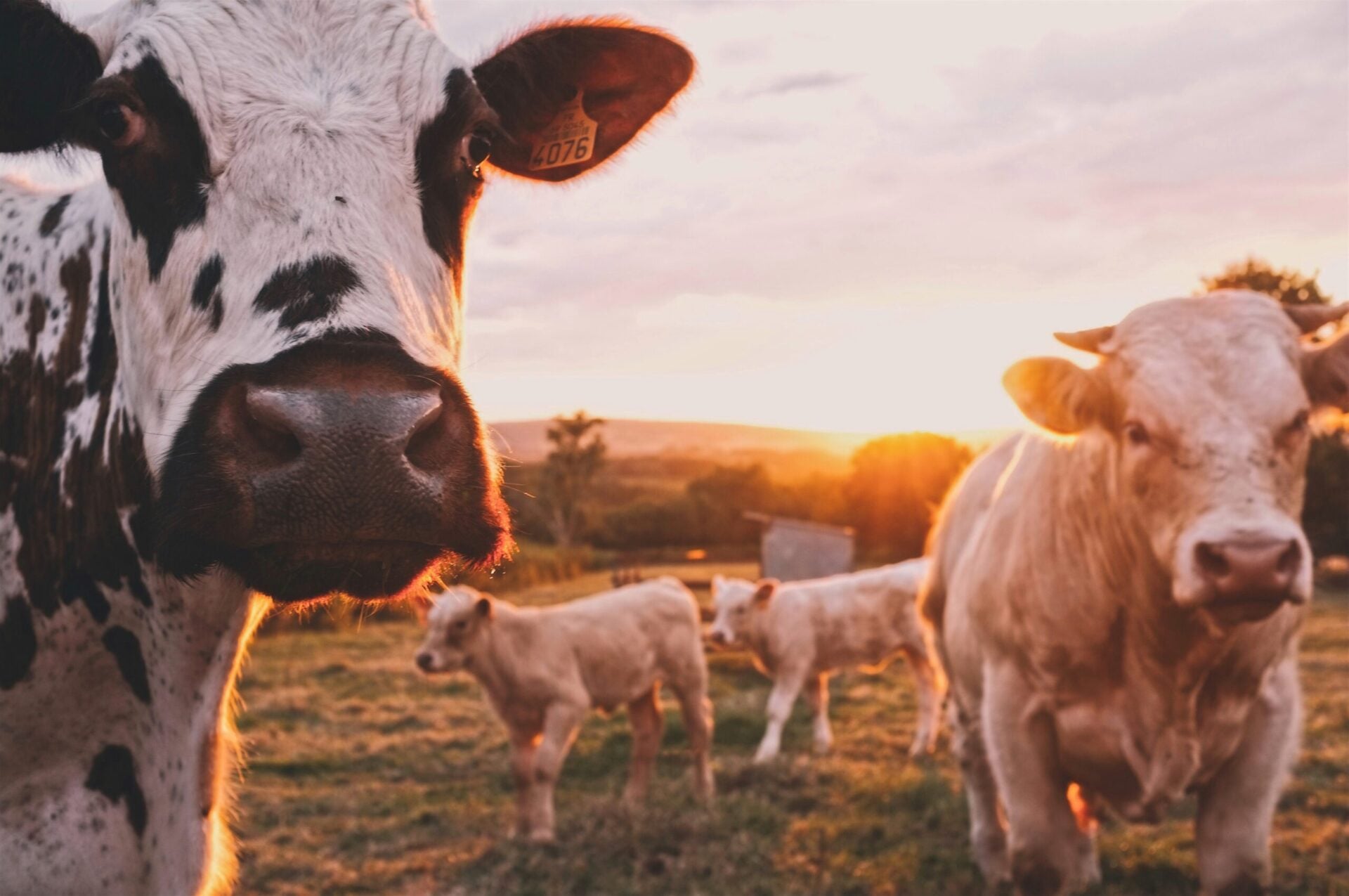 Carne bovina registra crescimento de 21% nas exportações de maio