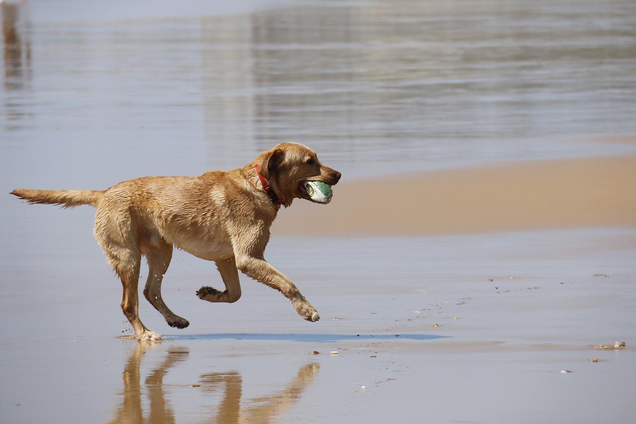 Imagem mostra um cão brincando com bolinha na praia.