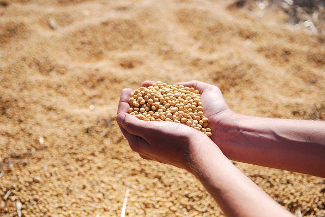 foto de mão segurando grãos de soja