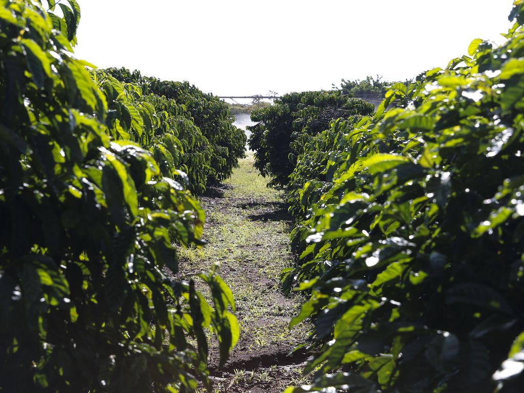 BB (BBAS3) alcança R$ 300 bi em sua carteira de crédito rural