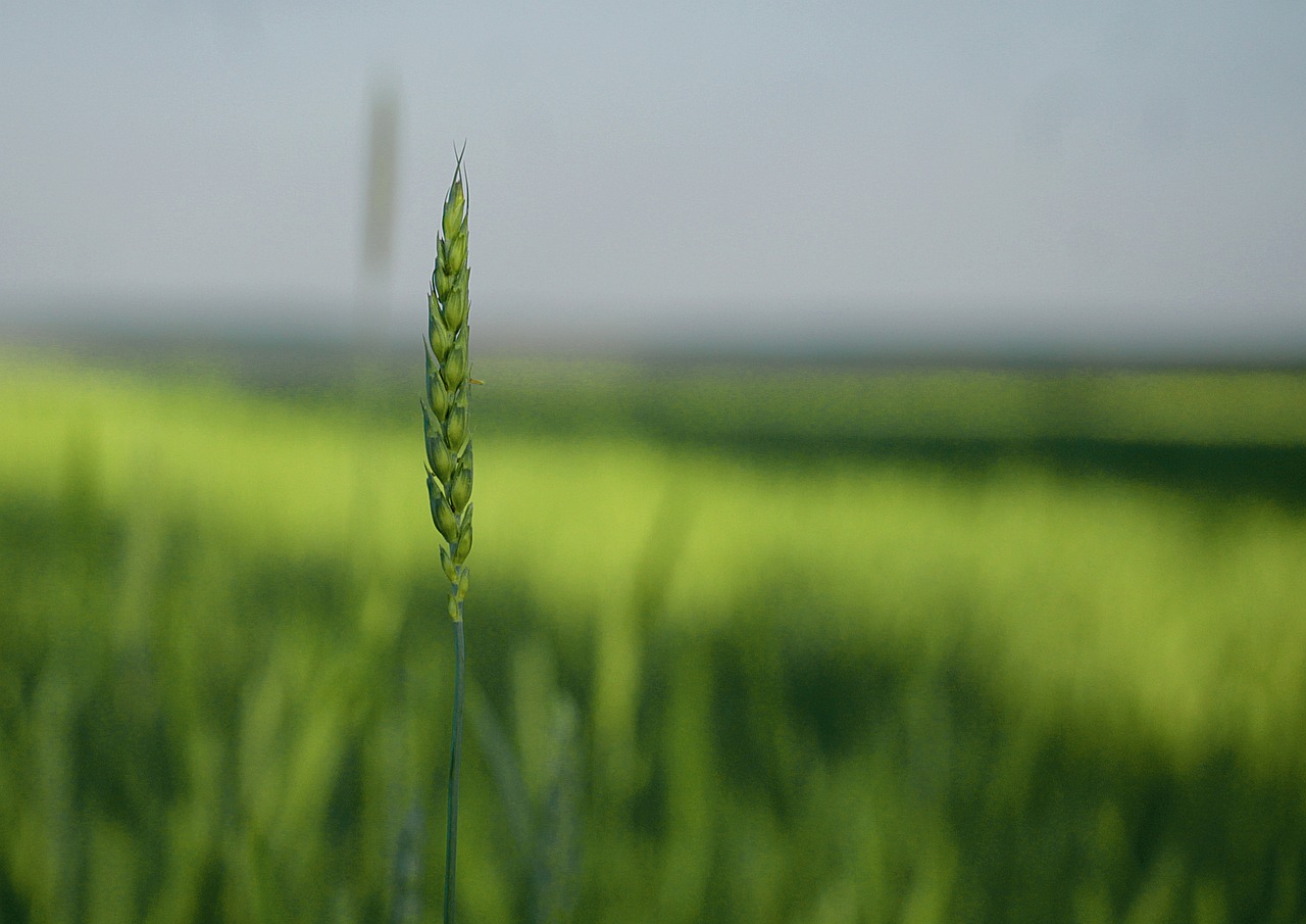 São Martinho (SMTO3) informa pagamento de R$ 140 mi em JCP