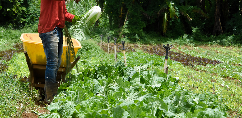 Ipea mantém previsão de crescimento de 11,6% para PIB do agronegócio