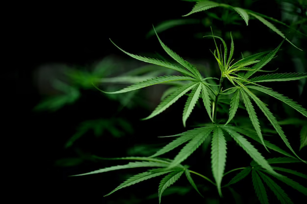 Ações de empresas de cannabis disparam após aprovação parcial de lei na Alemanha