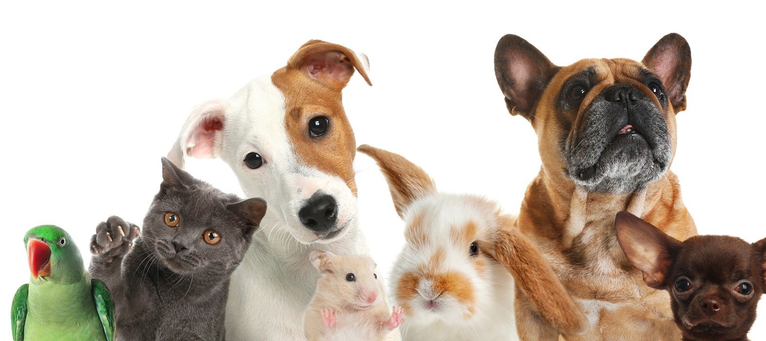 Brasil vai ter imposto sobre pets? Entenda as especulações das redes sociais