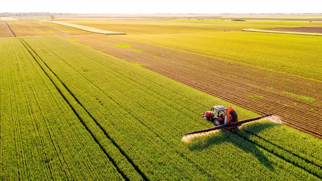Campo de produção como da Boa Safra